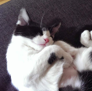 Meet your Posher, Charlotte